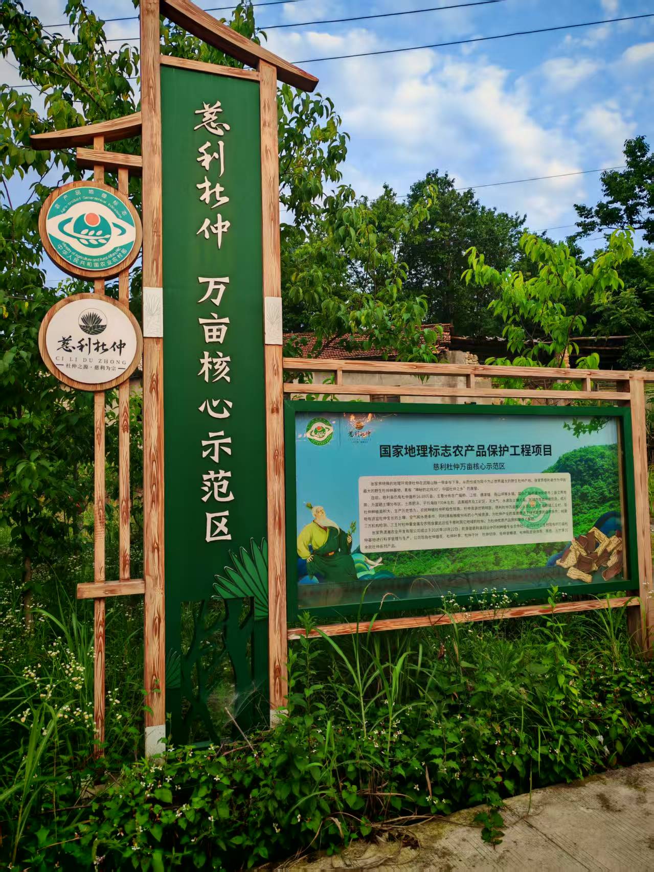 慈利杜仲万亩种植示范基地
