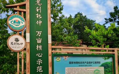 科技赋能:湘中云中药种植系统在慈利杜仲基地的创新实践