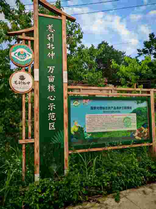 科技赋能:湘中云中药种植系统在慈利杜仲基地的创新实践