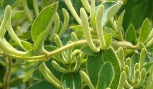 湖南道地药材:湖湘大地的本草瑰宝